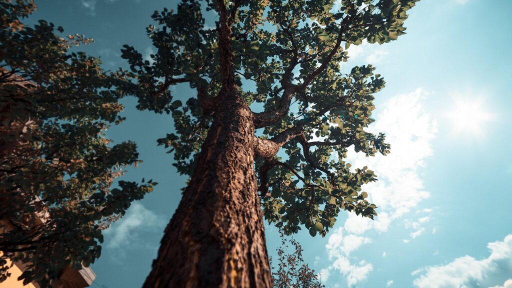 Trees as Natural Air Purifiers