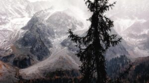 Tree Removal in Hazardous Situations