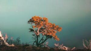 Tree Conservation Strategies