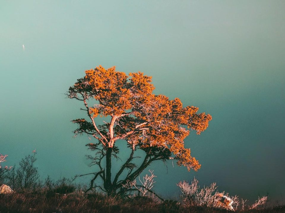 Tree Conservation Strategies