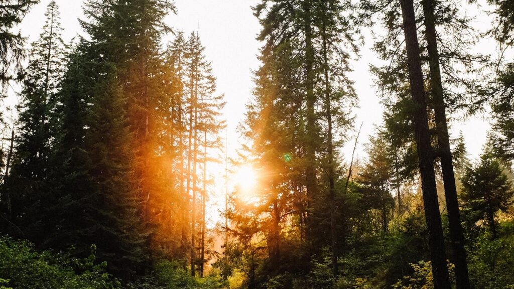 Trees as Natural Air Filters