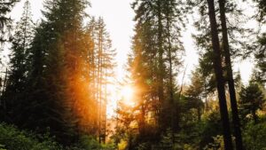 Trees as Natural Air Filters