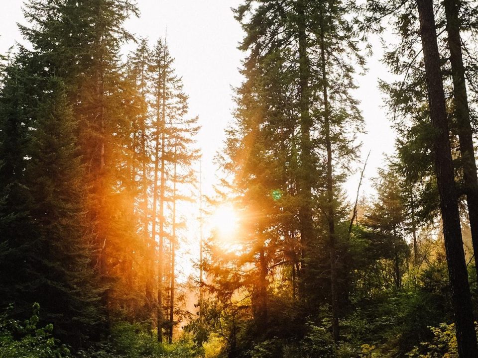 Trees as Natural Air Filters