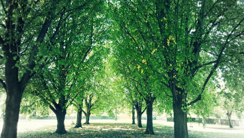 Trees in Art and Design