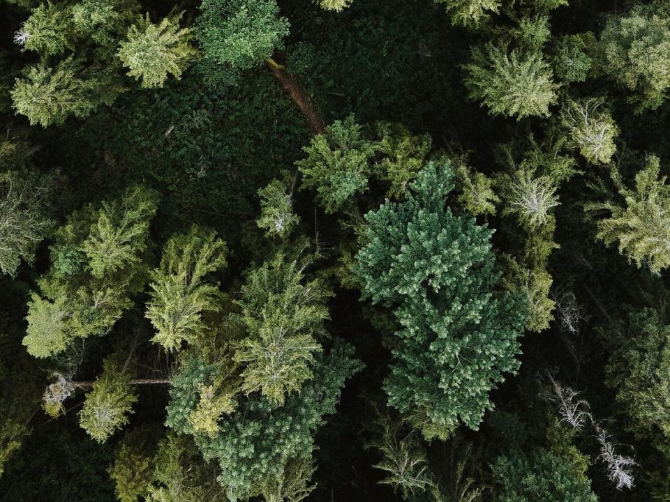 The Role of Trees in Urban Wildlife Habitats