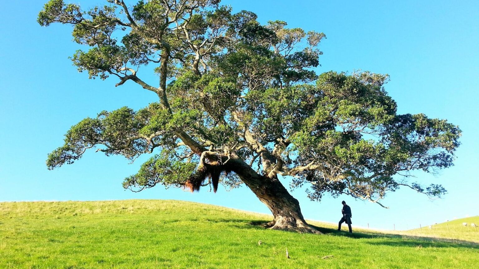 The Importance of Tree Canopy Cover - Simpsons Tree Service