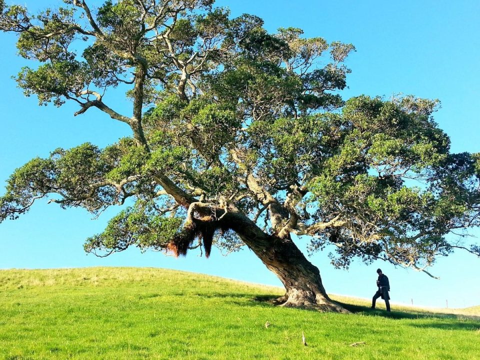 The Importance of Tree Canopy Cover