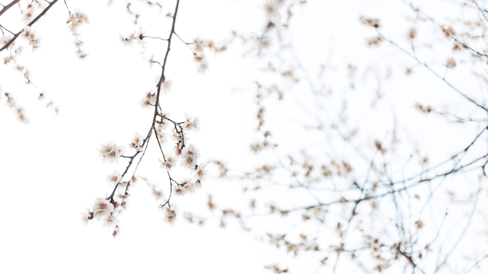 The Risks and Challenges of DIY Tree Removal