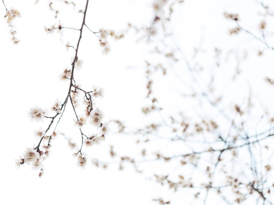 The Risks and Challenges of DIY Tree Removal