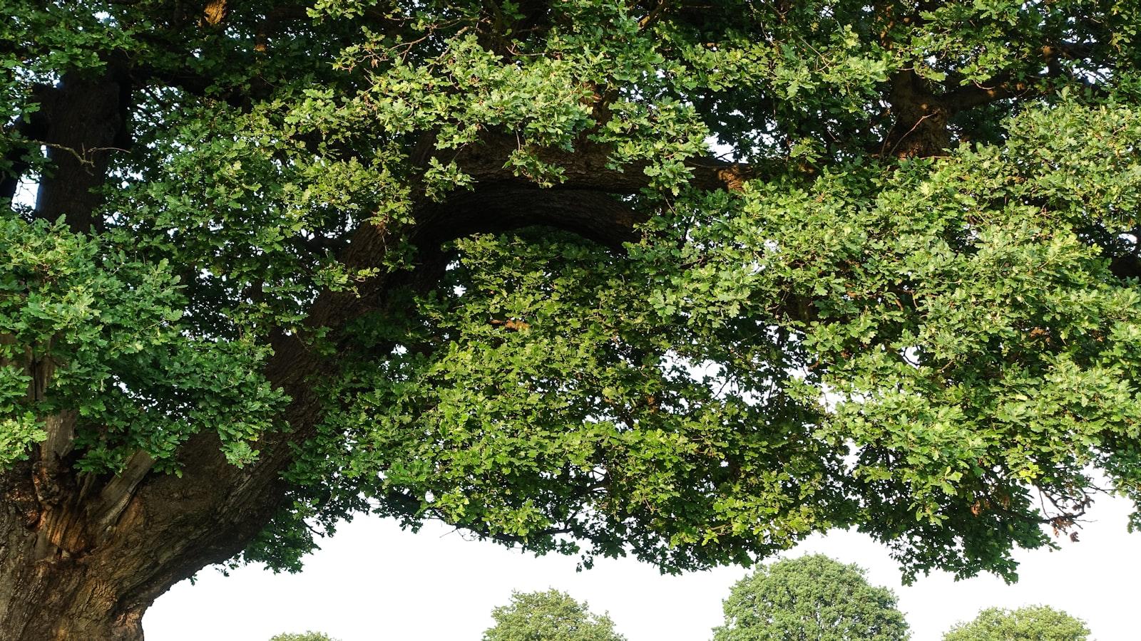 The Role of Trees in Water Purification