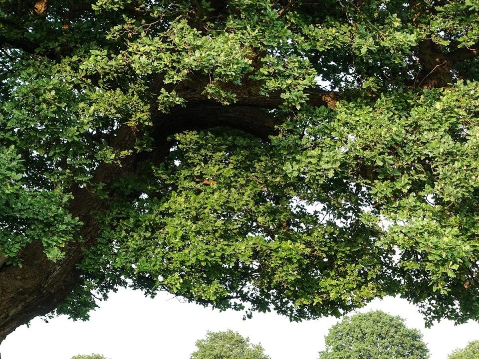 The Role of Trees in Water Purification