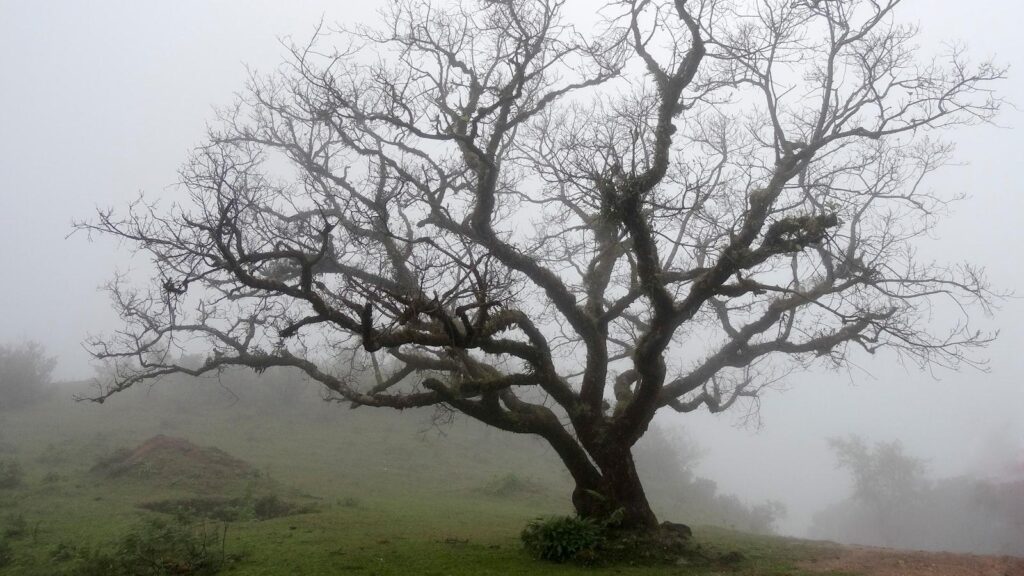Trees and Their Role in Cultural Heritage