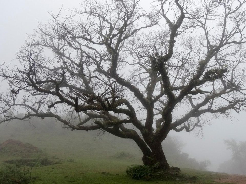 Trees and Their Role in Cultural Heritage