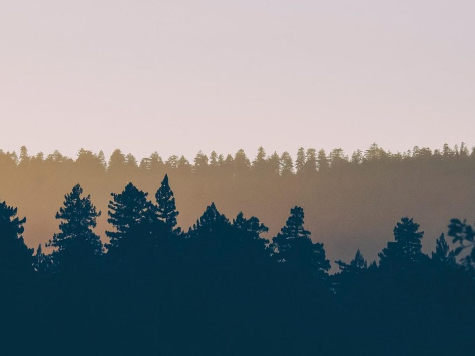 Trees in Public Parks: Maintenance and Care