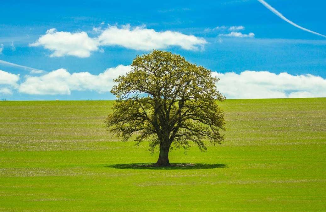 Trees as Sources of Sustainable Energy