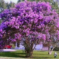 Exotic Trees in Home Gardens