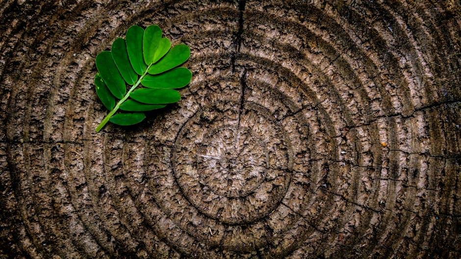 Tree Rings and What They Tell Us