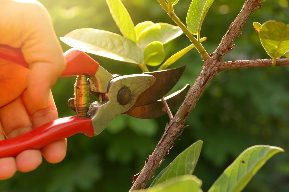 Pruning Trees to Enhance Fruit Production