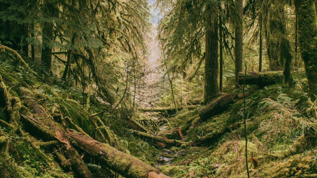 Trees as Natural Insulators