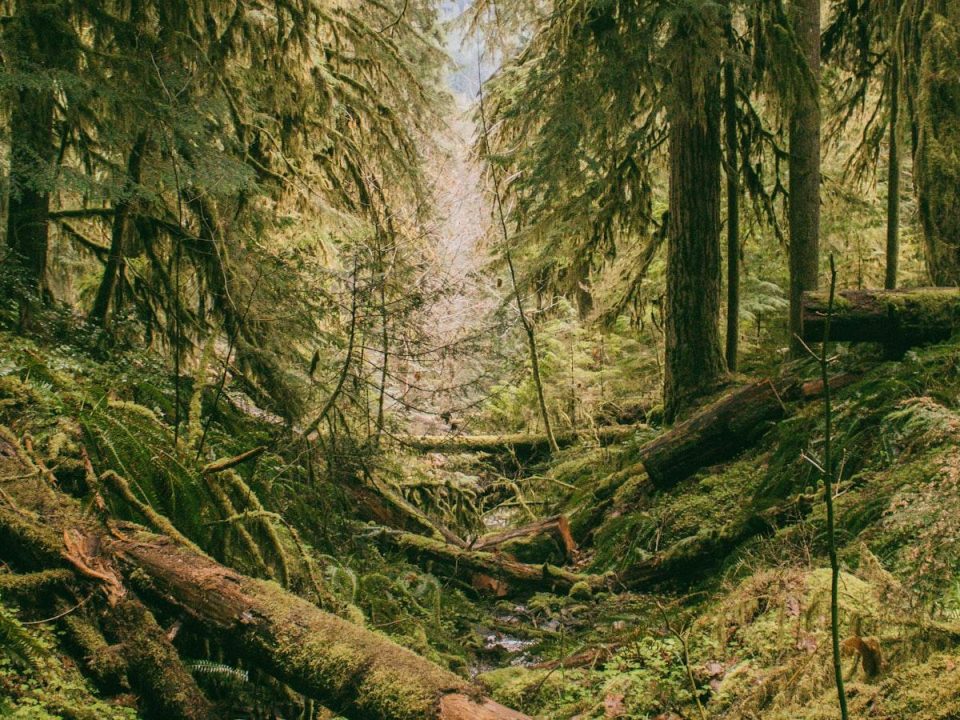 Trees as Natural Insulators