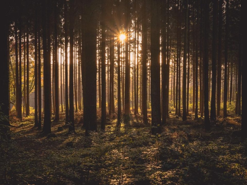 Cost Analysis of Tree Removal Services
