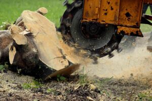 Stump Removal and Its Effects on Ecosystems