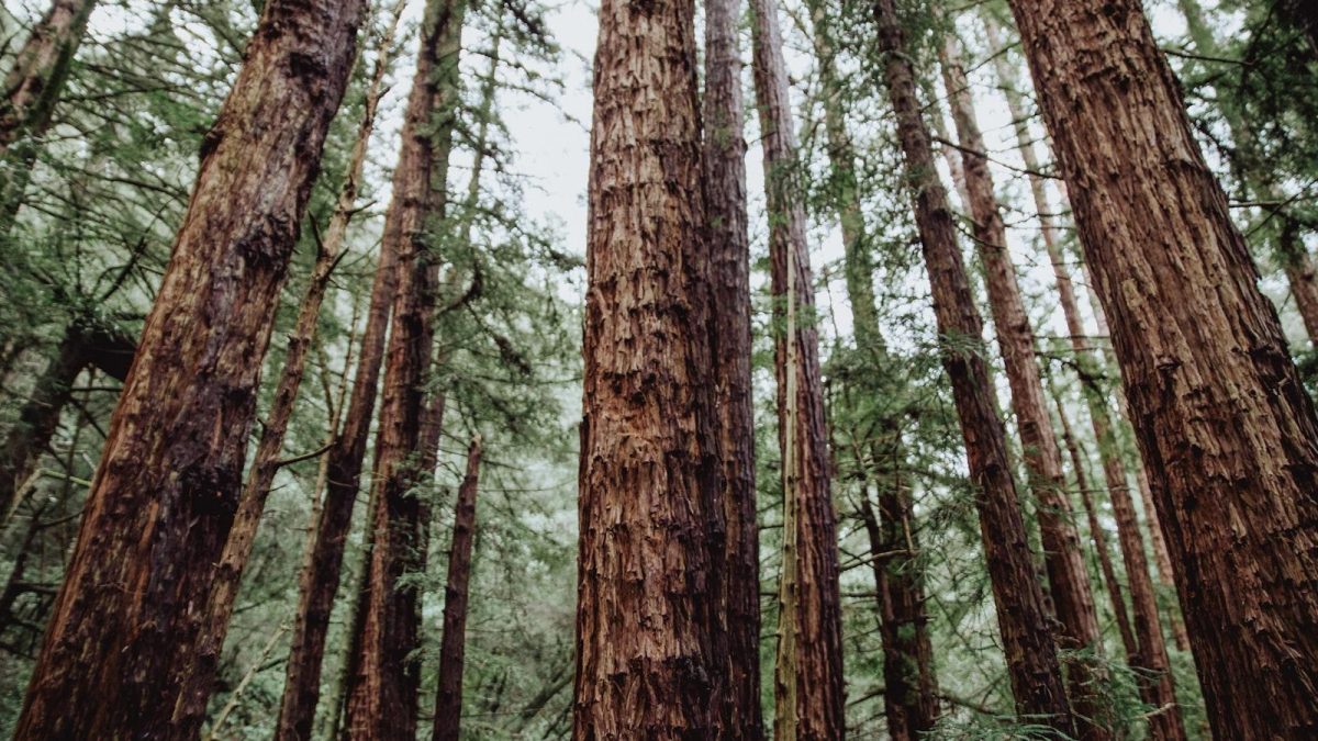 The Anatomy of Trees