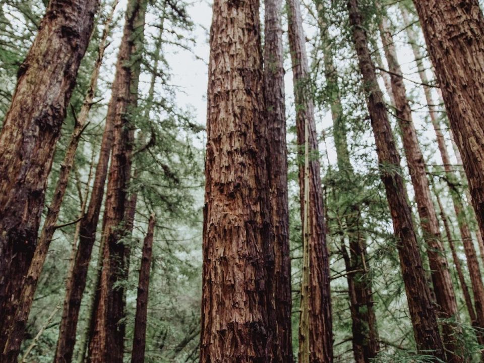 The Anatomy of Trees
