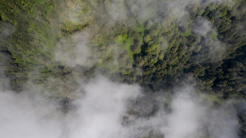 The Importance of Old-Growth Forests