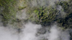 The Importance of Old-Growth Forests