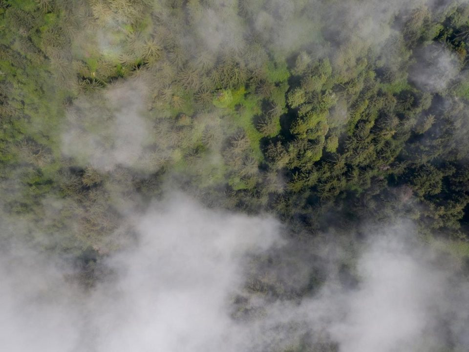 The Importance of Old-Growth Forests