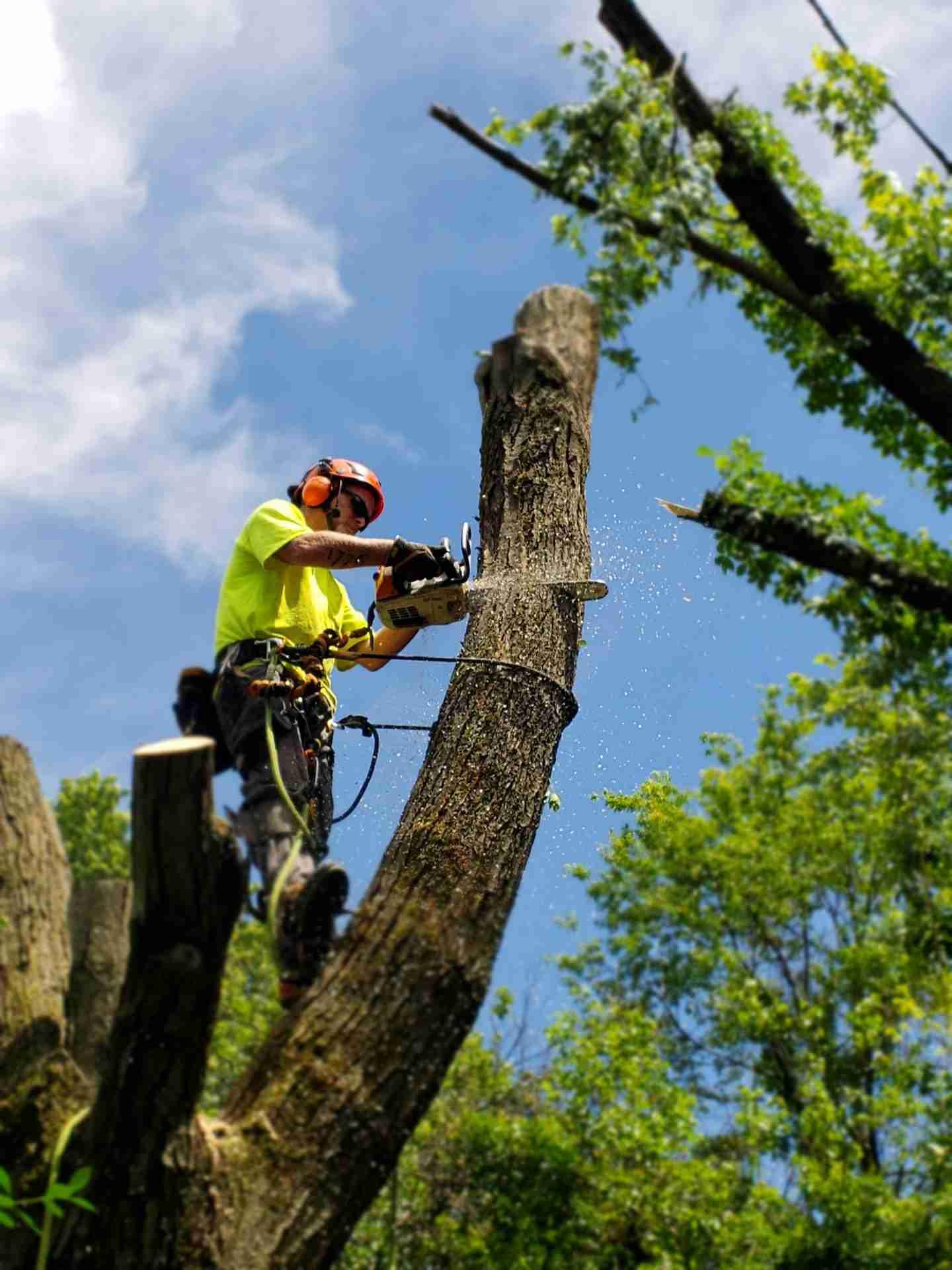 Preparing for Tree Removal: Steps and Precautions