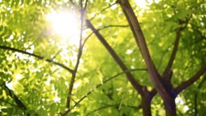 Tree-Themed Arts and Crafts