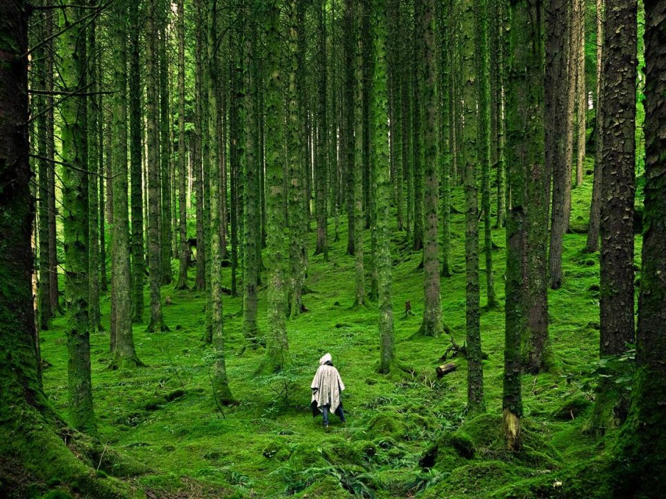 The Use of Trees in Climate Adaptation