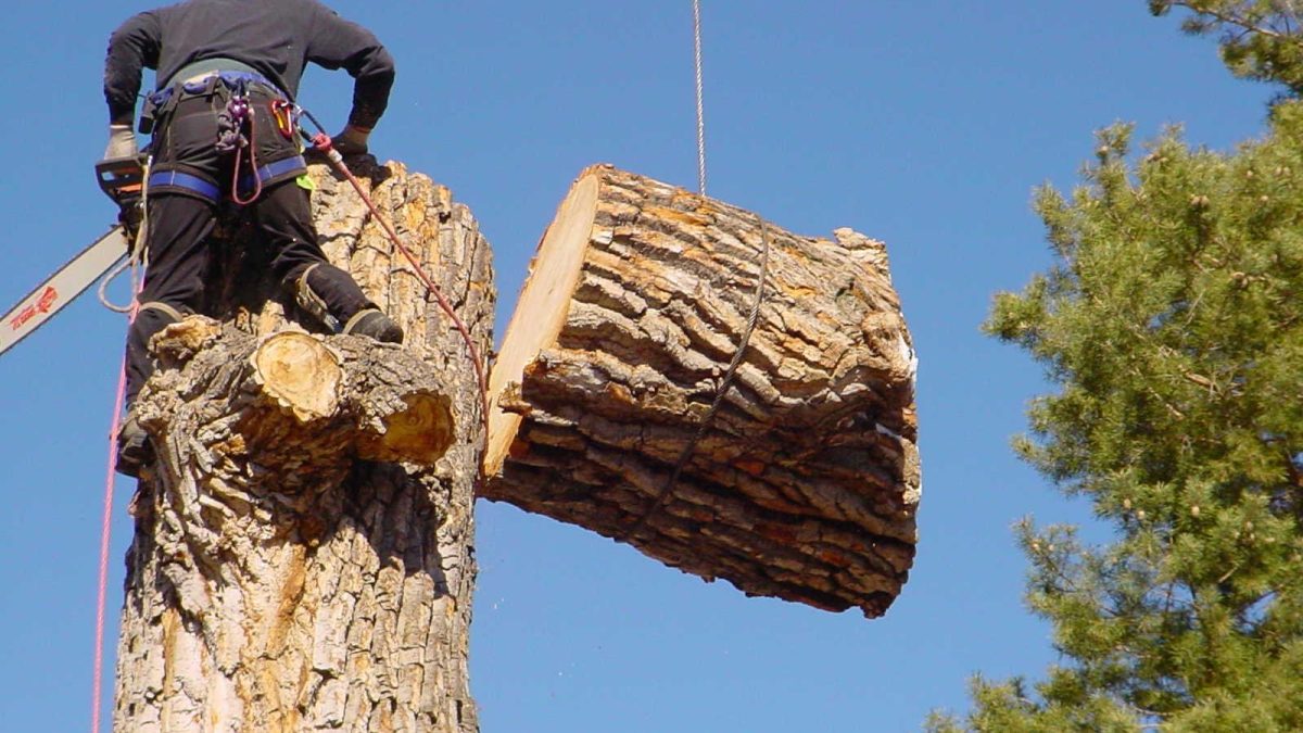 Tree Removal Services: What to Expect