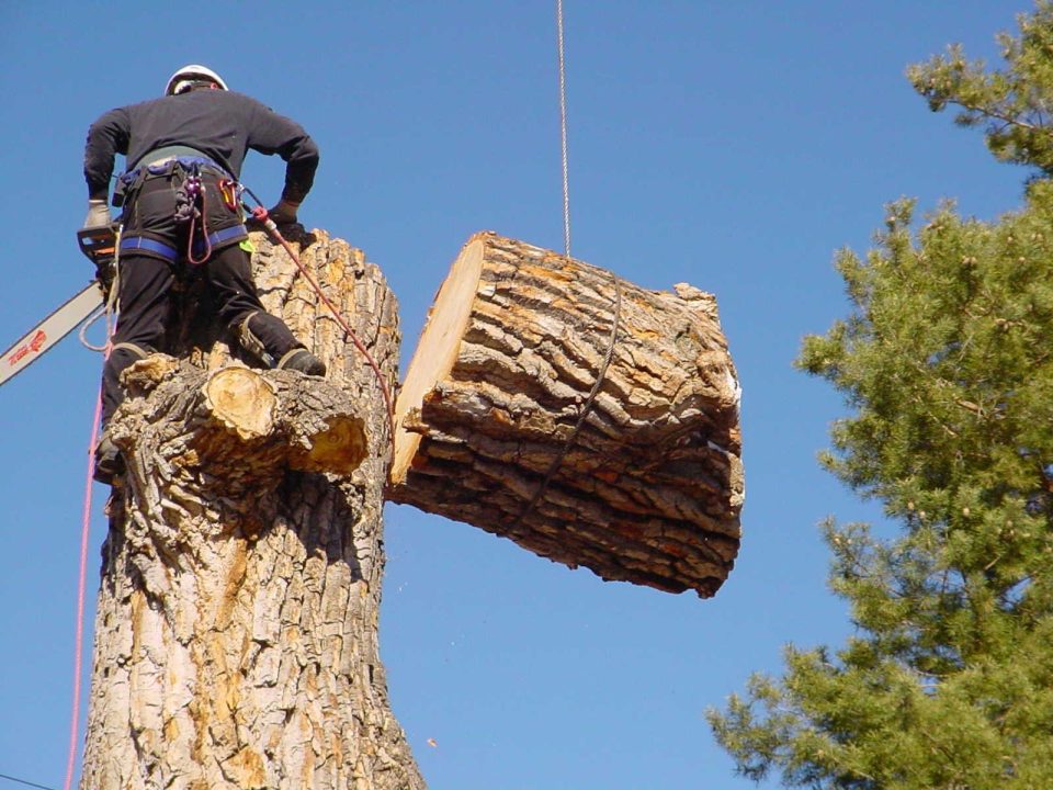 Tree Removal Services: What to Expect