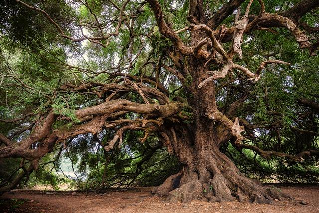 Innovative Tree Watering Systems