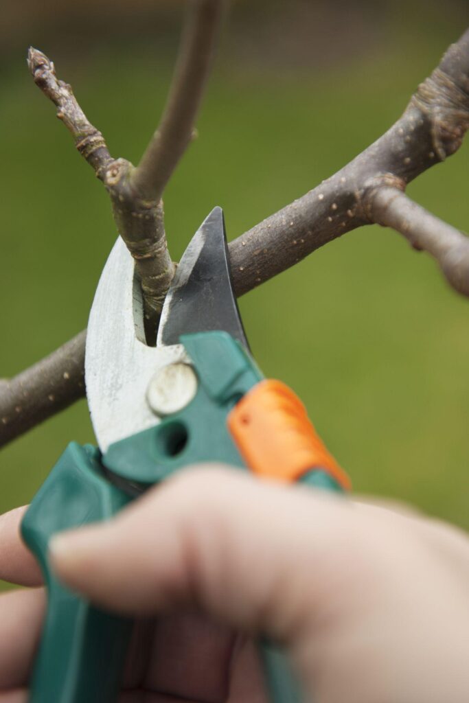 Pruning to Enhance Tree Form and Function