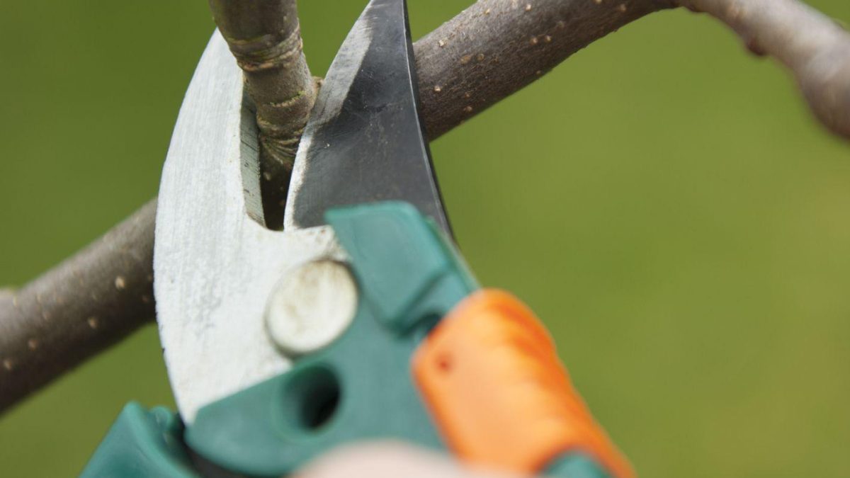 Pruning to Enhance Tree Form and Function