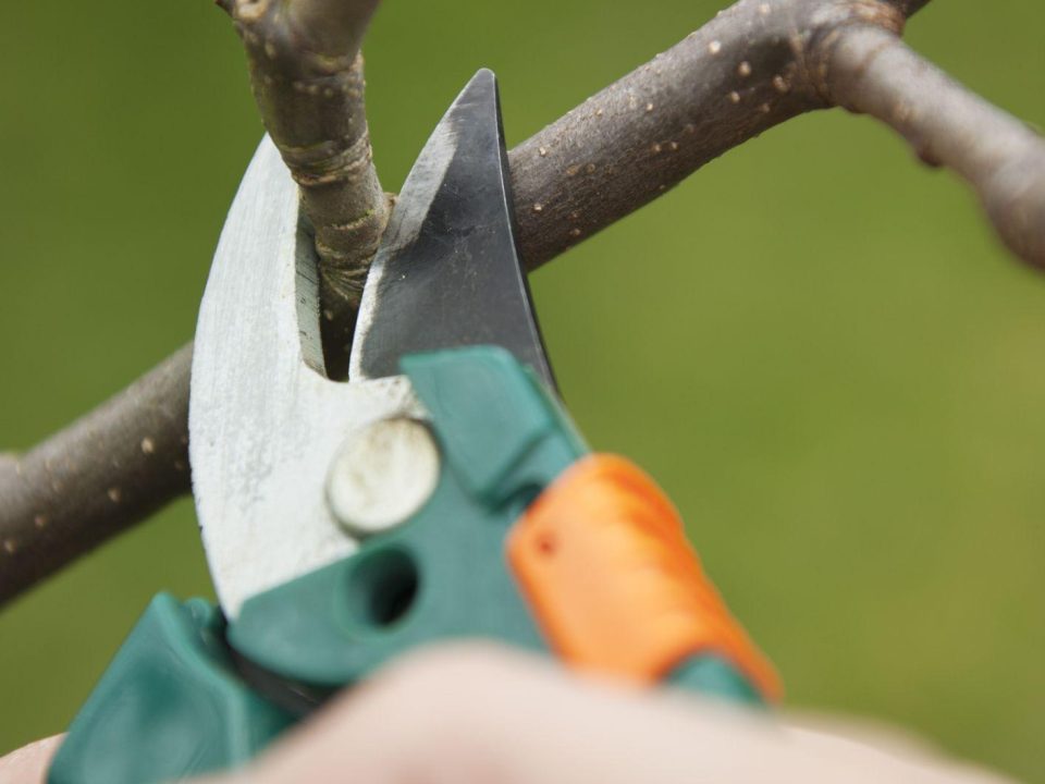 Pruning to Enhance Tree Form and Function