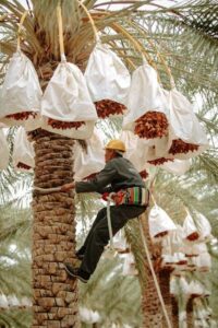 The Value of Arborist Reports in Tree Management