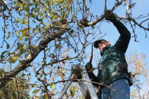 Pruning Trees for Storm Preparation