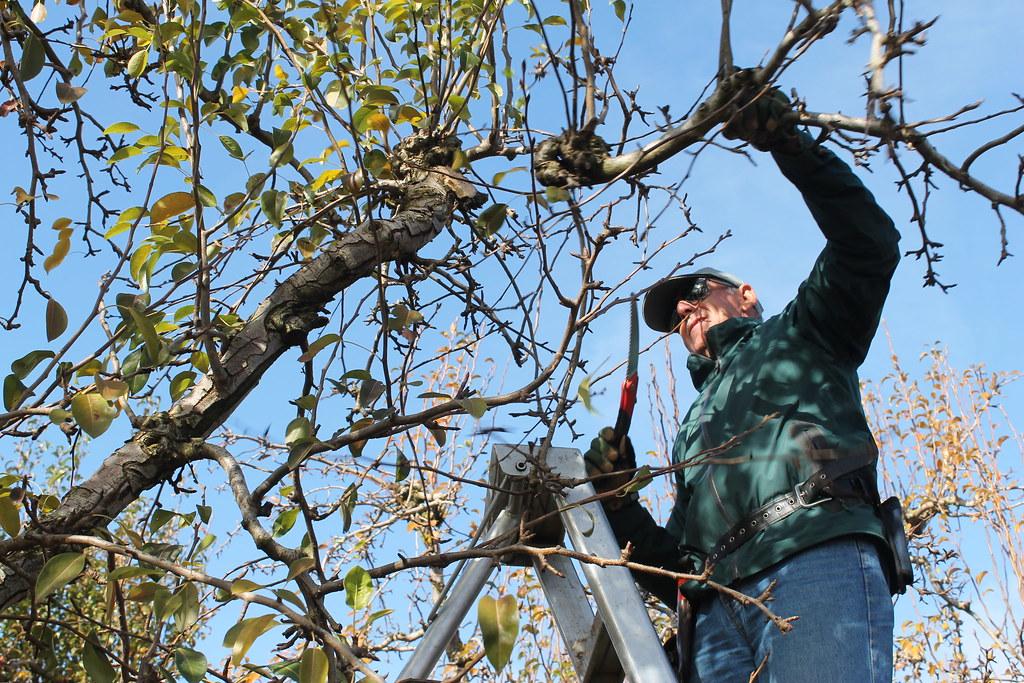 Pruning Trees for Storm Preparation