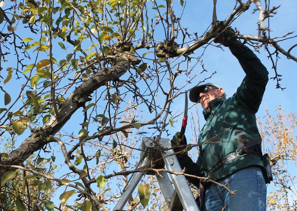 Pruning Trees for Storm Preparation
