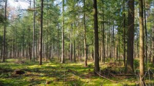 The Role of Tree Removal in Ecosystem Restoration