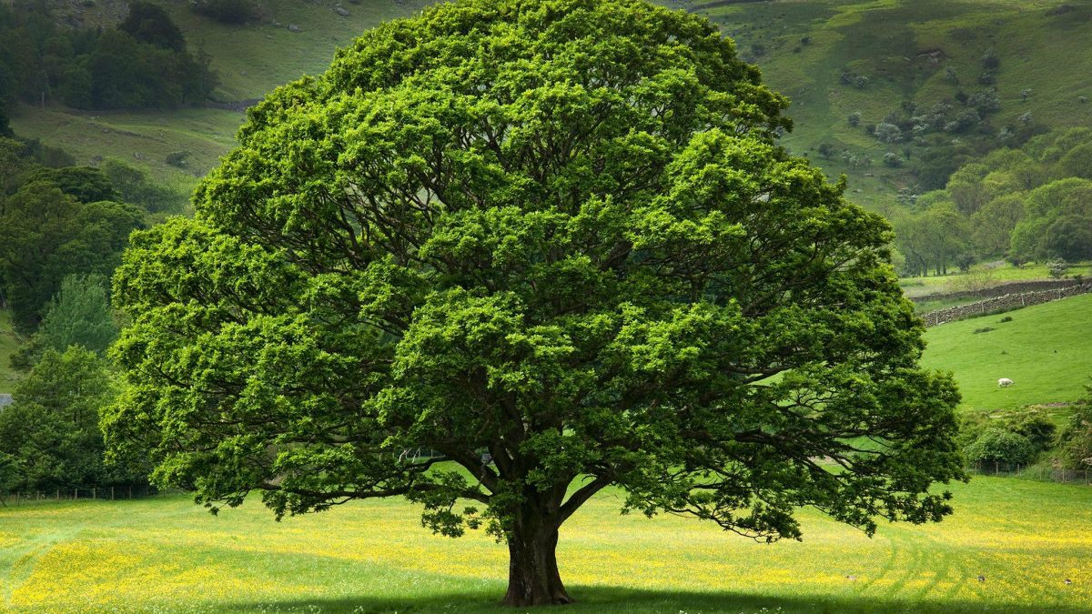Trees as Symbols of Peace and Unity