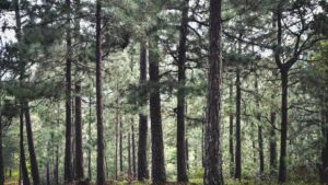 The Benefits of Professional Tree Removal