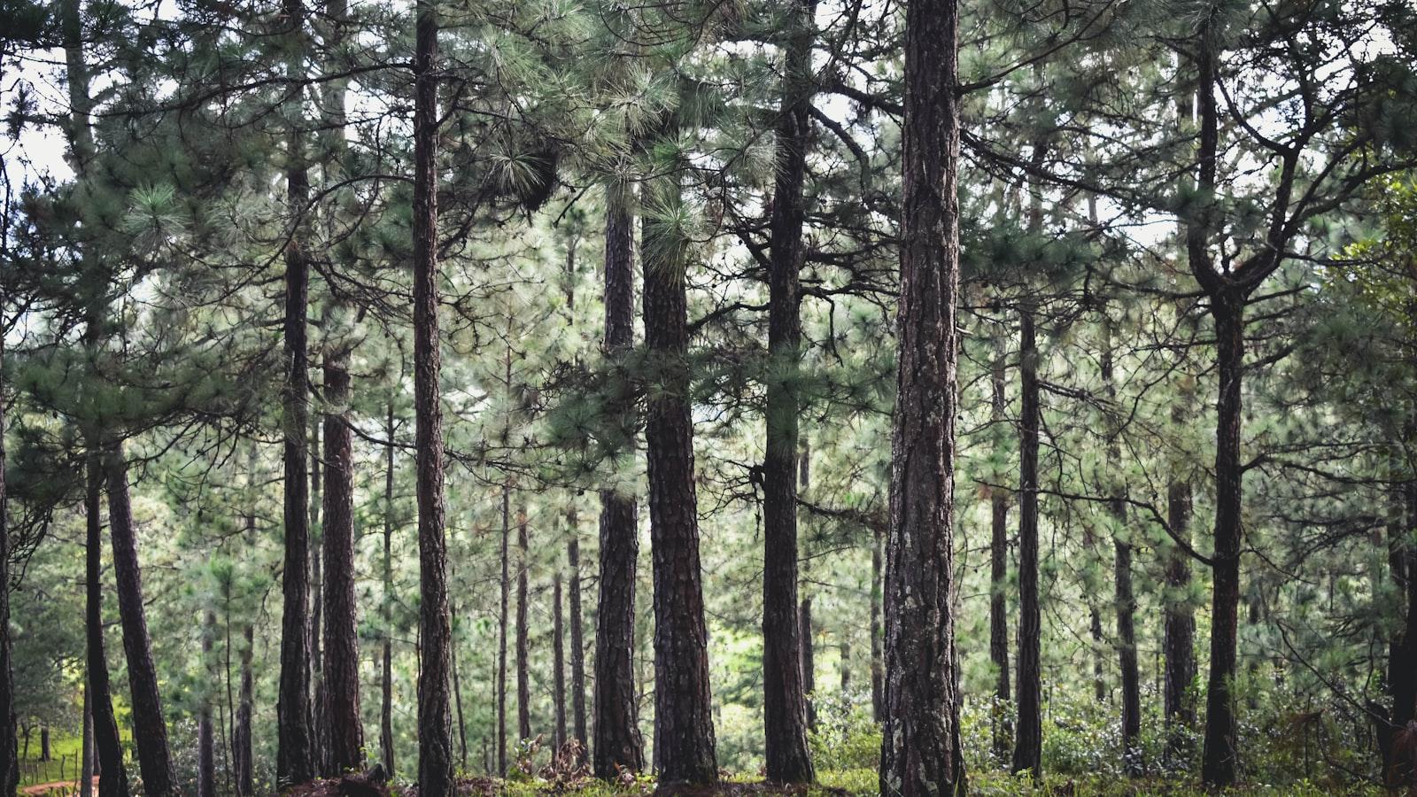 The Benefits of Professional Tree Removal