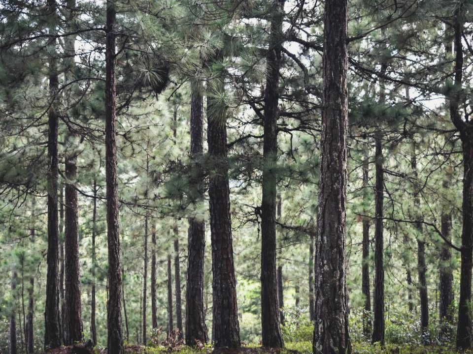 The Benefits of Professional Tree Removal