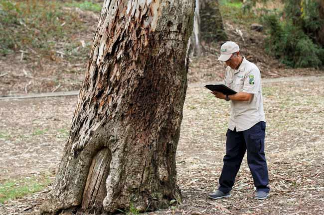 Arborist Reports: A Comprehensive Overview